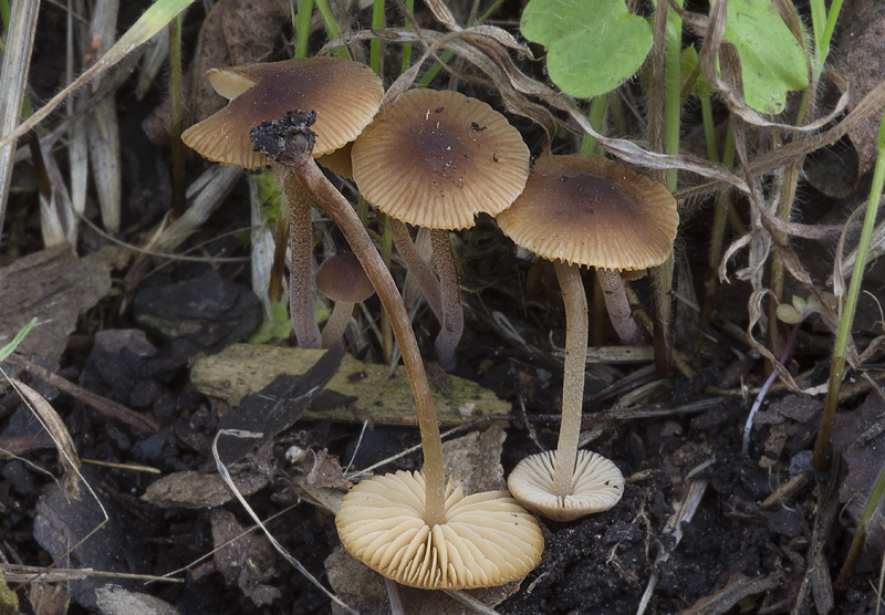 Conocybe laricina